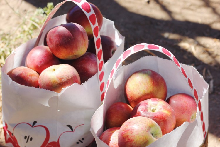 Huerto de manzanas en Julian