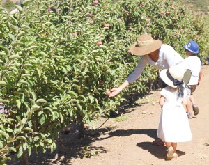 apple picking cosecha de manzanas en Julian