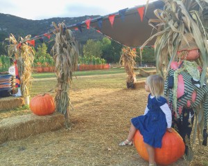 pumpkin patch