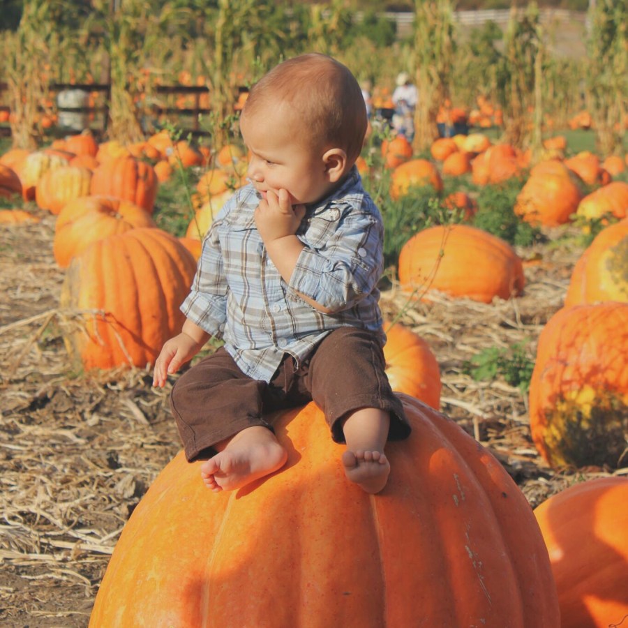 pumpkin patch aprendiendo con mama