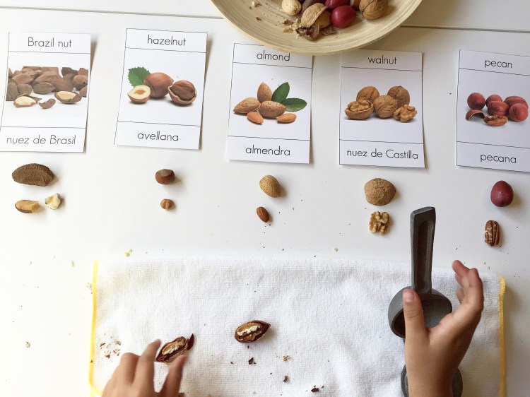 3 part montessori cards nuts bilingual cards nueces
