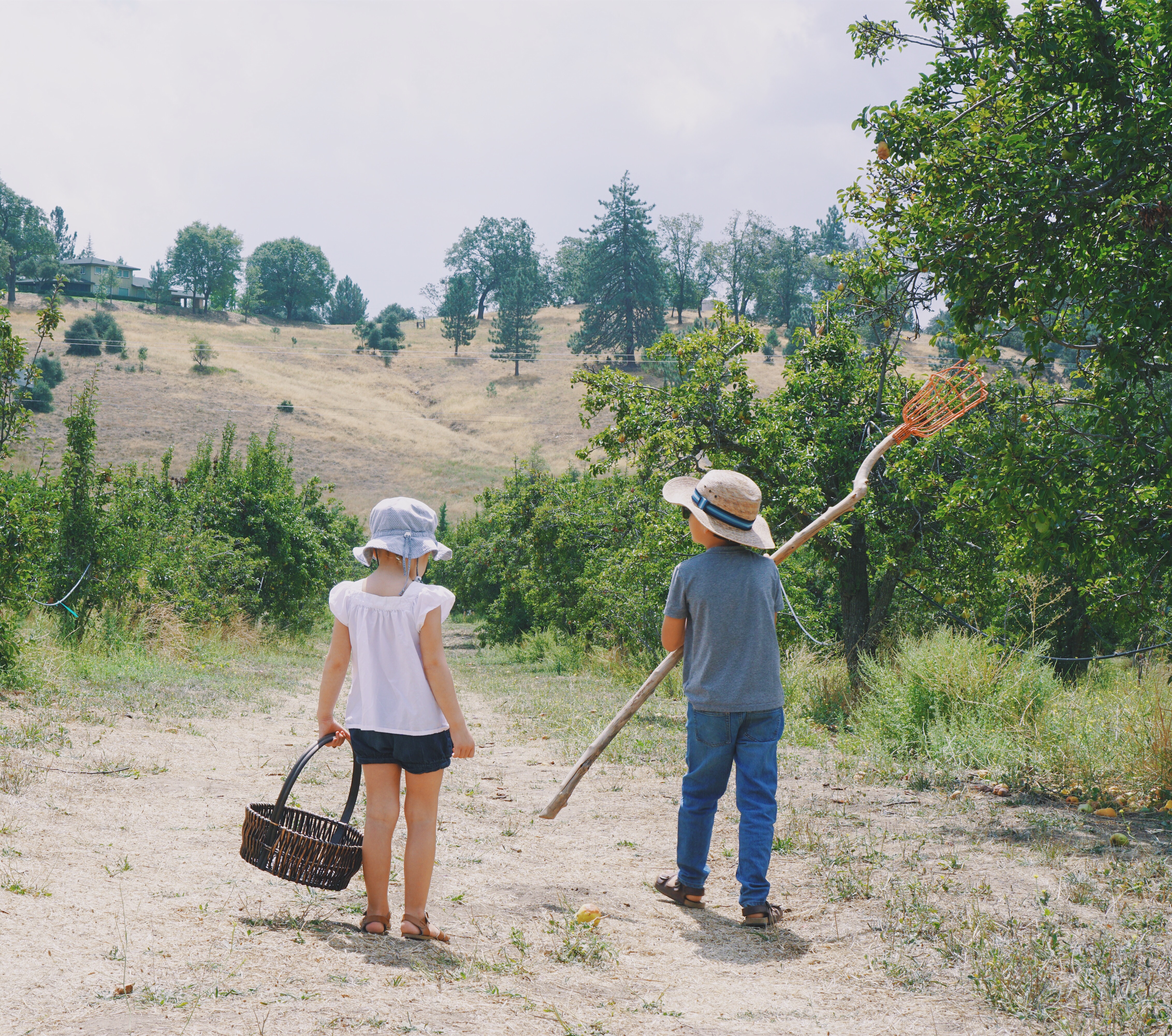 huerto de manzanas con niños