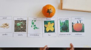 Montessori ciclo de vida de la calabaza con imágenes reales