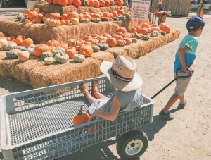 paseo a un huerto de calabazas actividades divertidas para niños
