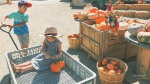 paseo a un huerto de calabazas actividades divertidas para niños